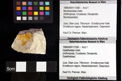 Foto (Objket + Etiketten) von Mundopsidae indet. 